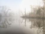 Big Creek--May Fog #2