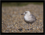 Juvenile Heron Gull