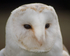 Barn Owl