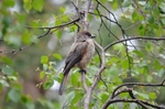 Siberian Jay