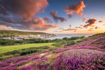 z2951 Heather at Sunset overlooking Alum Bay and the Needles