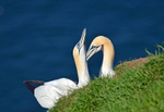 Gannets