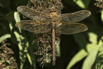 Brown Hawker