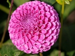 Dahlia Symmetry