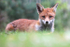 Urban Fox, Bristol _ UR068