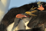 Macaroni Penguin in Rockhopper colony, Sea Lion Island
