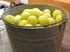 Plum Jam-1