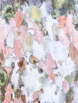 PALM BARK DETAIL - LAS TERRAZAS