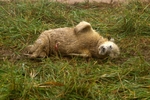 Grey Seal Pup