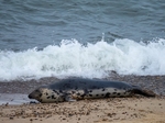 Atlantic Grey Seal