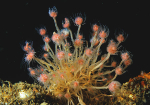 Tubularia larynx