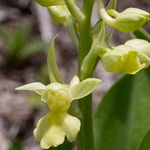 Pale-flowered Orchid (Orchis pallens)