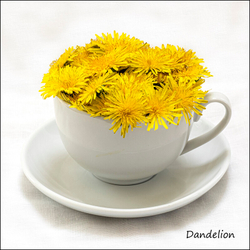 Wild flowers in an cup and saucer portfolio