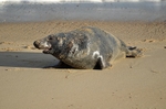 Atlantic Grey Seal