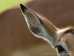 Impala ear