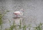Greater Flamingo
