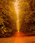 Lime Walk