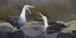 Waved Albatross Courtship