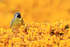 White-bridled Finch singing from gorse, Carcass Island, Falklands