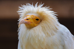 egyptian vulture Neophron percnopterus-6085