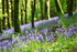 Bluebells near Looe in Cornwall