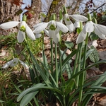 Snowdrops (Galanthus nivalis)