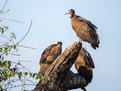 Hooded Vulture