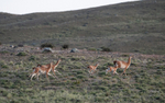 Guanacos