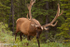 Elk on Roadside