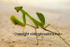 Praying Mantis