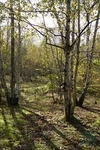 Spring Trees
