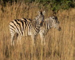 Africa-63