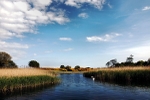Cygnets2008 5