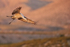 Sandhill Crane on landing approach, Bosque del Apache, New Mexico