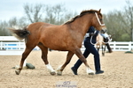 Cls 37 In Hand Mare portfolio