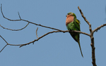 Red-breasted Parakeet