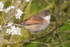 Whitethroat among the blossom at Otmoor