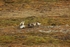Arctic foxes 3816
