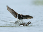 Long-tailed Duck squabble, Iceland