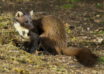 Pine Marten portfolio