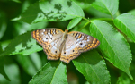 Peacock Butterfly