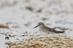 White-rumped Sandpiper standing still, Volunteer Point, Falklands