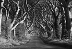 Dark Hedges, Stranocum