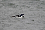 Barrow's Goldeneye