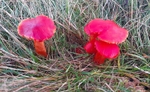 Scarlet Waxcaps