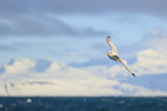 Kittiwake portfolio