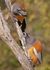 2 Rufous Treepies