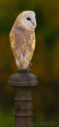 Barn Owl