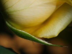 MACRO & CLOSE UPS 2 portfolio