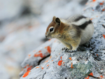 Golden-mantled Ground Squirrel, Sulphur Mountain, Banff, Canada